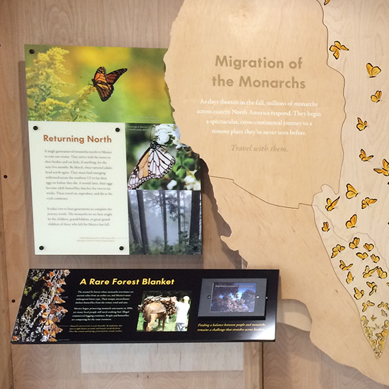 migration of the monarchs exhibit